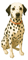 colorlito.ch team mascotte